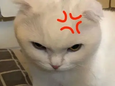 Bộ sưu tập 55+ ảnh meme dỗi hài hước nhất cho bạn trẻ