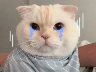 Tổng hợp ảnh meme con mèo khóc gây sốt cộng đồng mạng