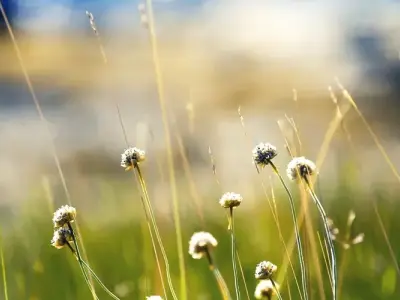 Bộ sưu tập ảnh avatar thiên nhiên đẹp mê hoặc lòng người