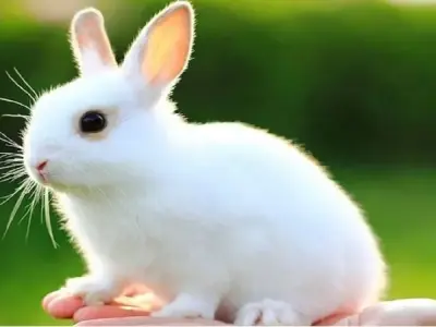 Tải ngay ảnh avatar động vật cute giúp bạn nổi bật trên mạng