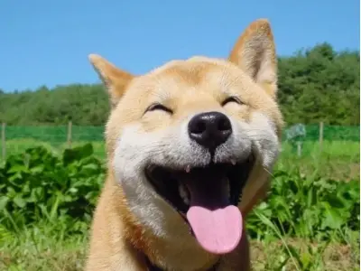 Bộ sưu tập ảnh con chó meme mới nhất  độc đáo nhất