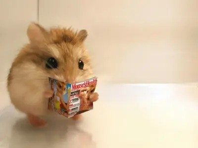 Top 55+ ảnh hamster meme vui nhộn bạn không thể bỏ qua
