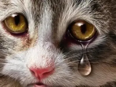Xem ngay ảnh crying meme mới nhất để giải trí cực đã