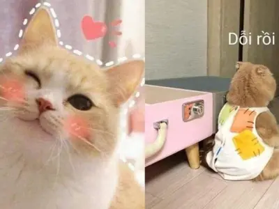 Bộ sưu tập ảnh meme cute khiến bạn cười nghiêng ngả mỗi ngày