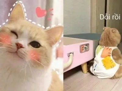 Tải ngay ảnh cute meme để làm nền điện thoại cực cool