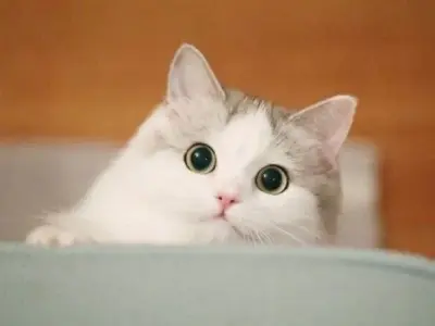 Tải ngay ảnh avatar mèo cute để làm mới profile của bạn