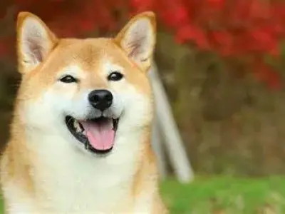Bộ sưu tập ảnh meme cheems vui nhộn khiến bạn cười xỉu