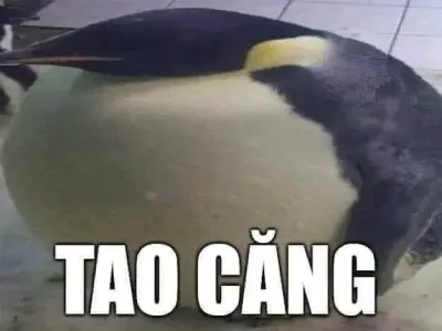 Bộ ảnh meme chim cánh cụt giúp xả stress hiệu quả nhất