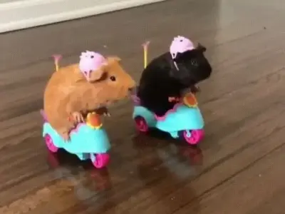 Khám phá bộ sưu tập ảnh chuột meme cực kỳ đáng yêu