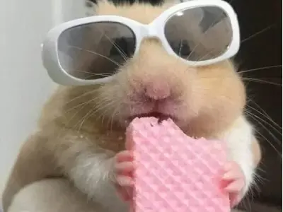 Khám phá bộ sưu tập meme ảnh chuột hamster hài hước