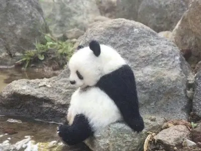 Tổng hợp ảnh meme gấu bá đạo khiến bạn bật cười không ngớt