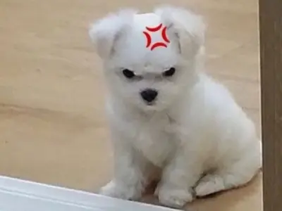 Tìm hiểu về ảnh giận meme và sức hút không thể cưỡng lại