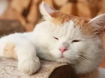 Bộ sưu tập ảnh meme mèo chuối ngộ nghĩnh đáng yêu nhất