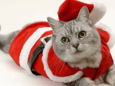 Khám phá bộ ảnh meme Noel hài hước đón chào mùa lễ hội