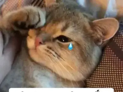 Tuyển chọn ảnh meme sad khiến bạn cười ngất ngay lập tức