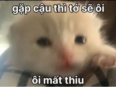 Top ảnh meme thả thính cực cute khiến ai cũng phải cười