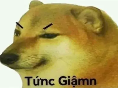 Bộ sưu tập ảnh meme tức giận hài hước và thú vị nhất