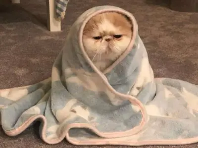 Bộ sưu tập ảnh meme vui nhộn khiến bạn cười không ngớt