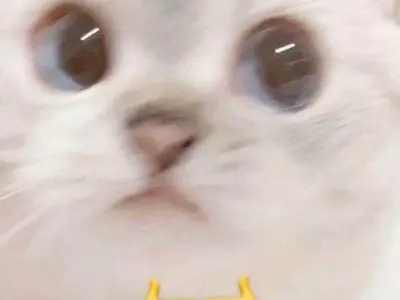 Khám phá ảnh mèo cute meme đáng yêu để thư giãn mỗi ngày