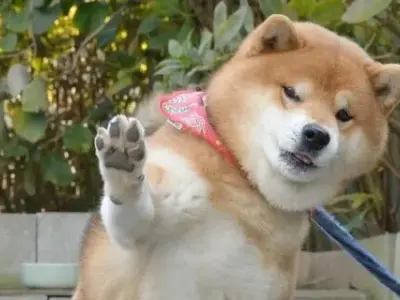 Tổng hợp ảnh shiba meme siêu ngộ nghĩnh hài hước nhất