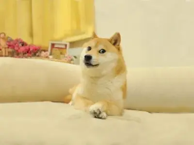 Khám phá ảnh meme shiba cực dễ thương cho một ngày tươi vui