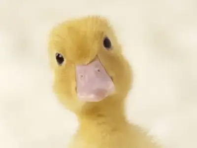 Tìm hiểu bộ sưu tập ảnh vịt vàng meme dễ thương và thú vị
