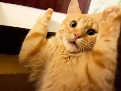 Bộ sưu tập ảnh vô tri meme vui nhộn và độc đáo nhất