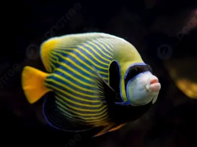 Tìm hiểu về loài Cá hoàng đế (emperor fish) và đặc điểm sinh học