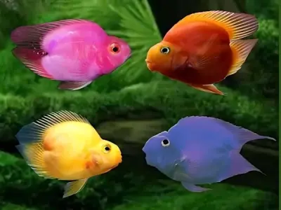 Tìm hiểu về loài Cá hồng két loài cá cảnh được ưa chuộng