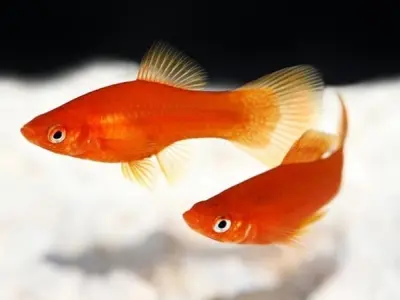Tìm hiểu về loài Cá mún hồng đặc điểm và môi trường sống
