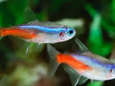Tìm hiểu về loài Cá neon và cách nuôi cá đẹp trong bể