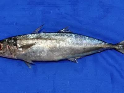 Tìm hiểu về loài Cá nục từ đặc điểm đến môi trường sống