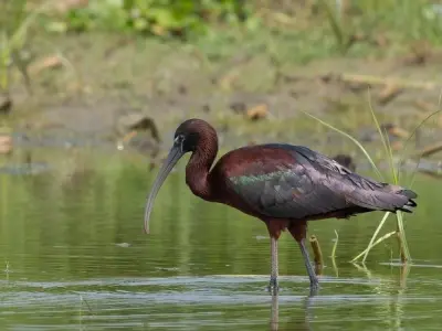 Tìm hiểu về Chim cò quắm (Glossy Ibis) loài chim quý hiếm
