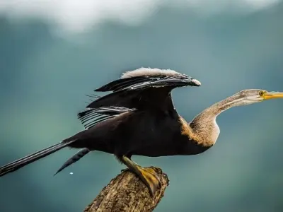Tìm hiểu về Chim cổ rắn và những điều kỳ thú ít ai biết