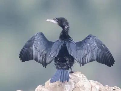 Tìm hiểu về chim còng cọc loài chim săn cá nổi bật ở Việt Nam