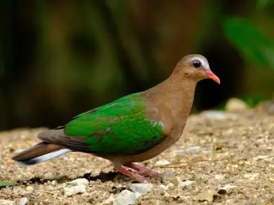 Tìm hiểu về chim cu xanh và đặc điểm sống trong tự nhiên