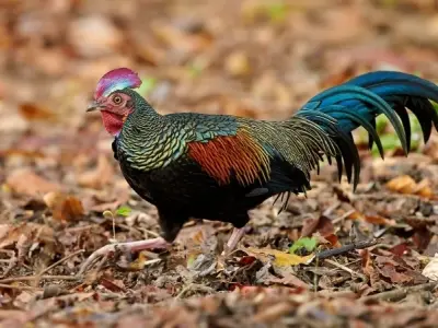 Tìm hiểu về Chim gà rừng và môi trường sống hoang dã