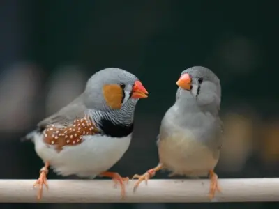 Tìm hiểu về Chim manh manh loài chim nhỏ nhưng đầy sức sống