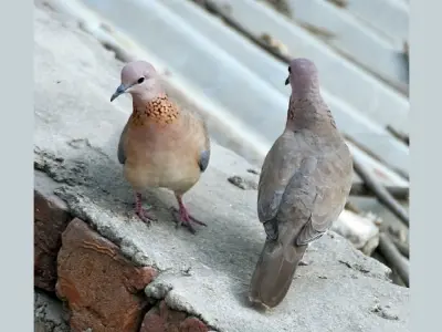 Tìm hiểu về Chim ngói loài chim di cư quý hiếm ở Việt Nam