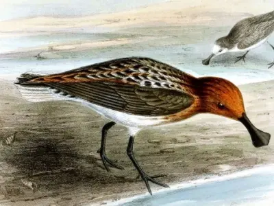 Tìm hiểu về Chim rẽ mỏ thìa loài chim quý hiếm cần bảo vệ