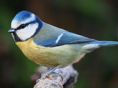 Tìm hiểu về Chim sẻ ngô và môi trường sống tự nhiên