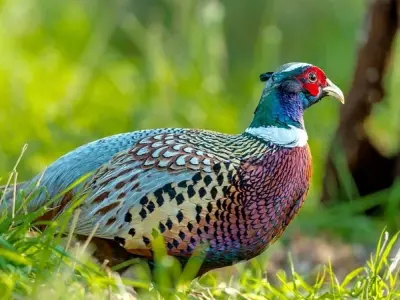 Tìm hiểu về chim trĩ xanh loài chim quý hiếm tại Việt Nam