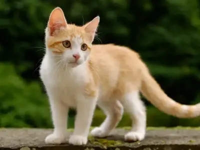 Avatar con mèo độc đáo thu hút mọi tín đồ yêu thú cưng