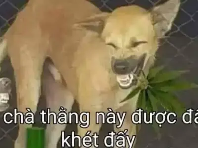 Meme con chó gây bão mạng xã hội khiến ai cũng bật cười