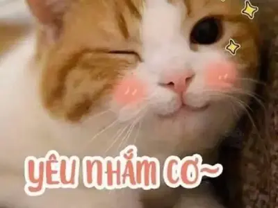Khám phá meme hạnh phúc gây bão cộng đồng mạng 2025