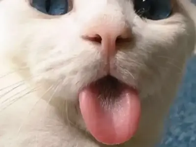 Khám phá bộ sưu tập meme lêu lêu cực hài hước mới nhất
