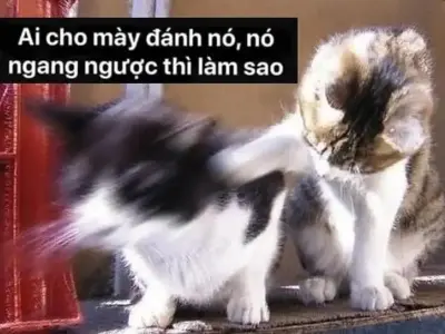 Meme mèo đánh nhau- Hình ảnh hài hước khiến dân mạng cười