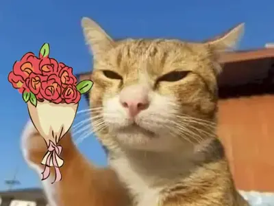 Meme mèo tặng hoa siêu dễ thương khiến dân mạng phì cười