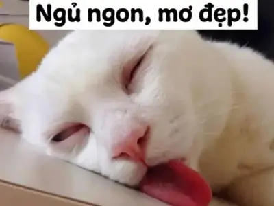 Bùng nổ xu hướng meme ngủ gật khiến cộng đồng cười nghiêng