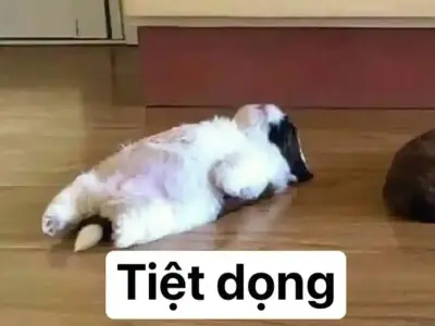 Cười té ghế với loạt meme xỉu cực kỳ vui nhộn hôm nay